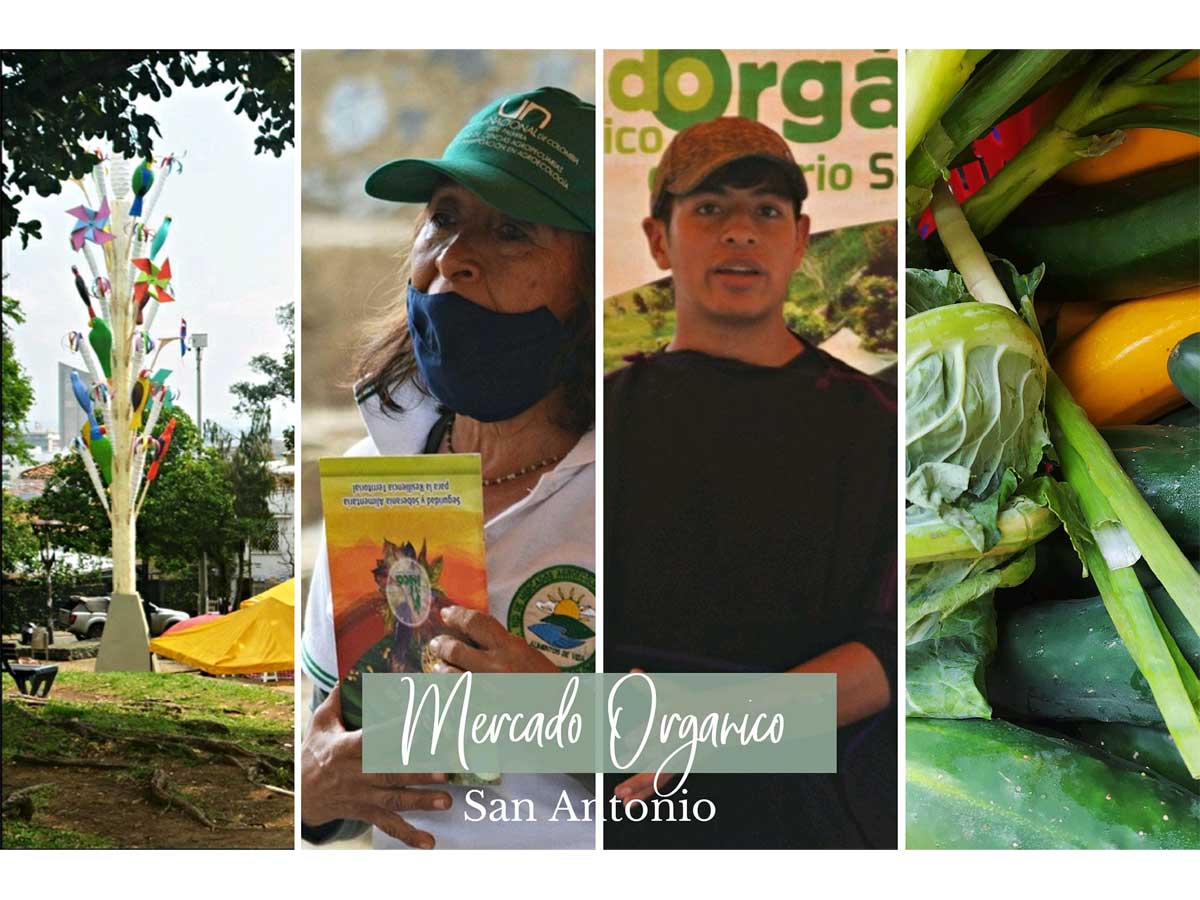 ecobarrios-cali-san-antonio-huertos-urbanos-10